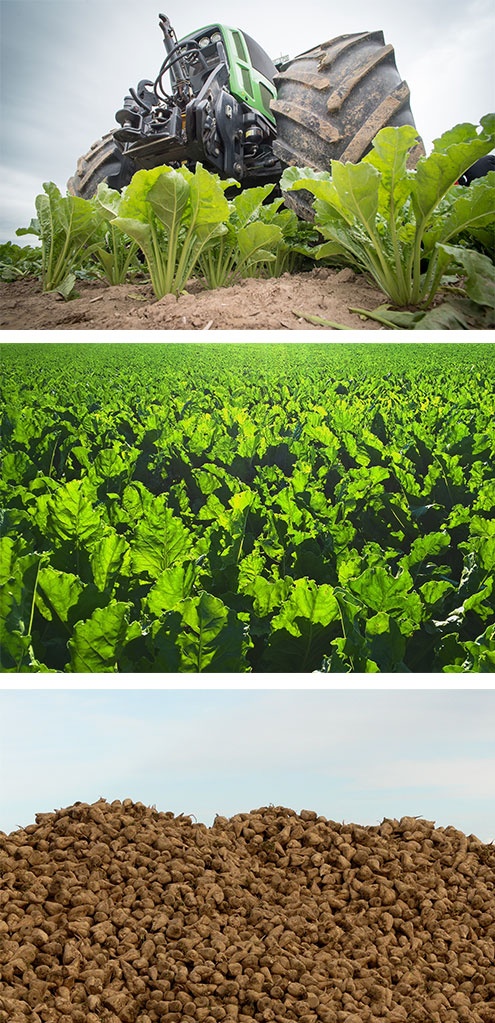 Innovative uses for sugar beet biomass